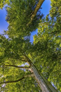 Arborescence thérapeutique et croissance personnelle, arbre de vie vu du bas avec dégradé de couleurs symbolisant la synergie des outils du changement.